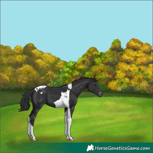 Horse Color:Liver Chestnut Tobiano Varnish 