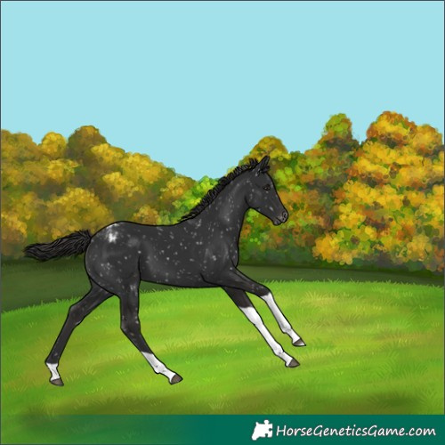 Horse Color:Liver Chestnut Tobiano Snowflake Varnish