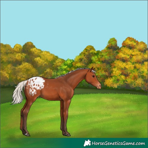 Horse Color:Silver Bay Blanket 