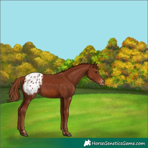 Horse Color:Chestnut Appaloosa Rabicano 
