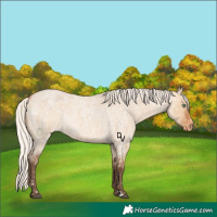 Horse Color:Silver Bay Roan Dun Appaloosa Rabicano