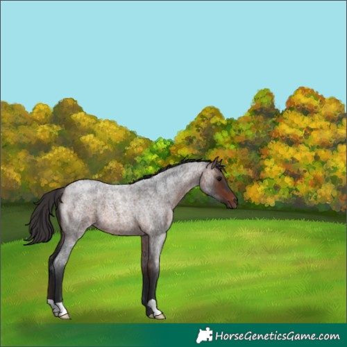 Horse Color:Brown Roan 