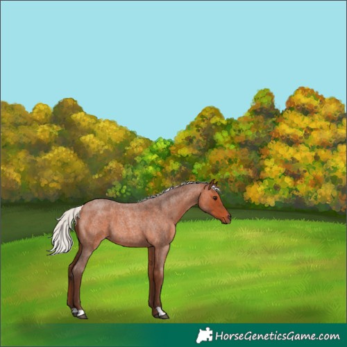 Horse Color:Silver Bay Roan 