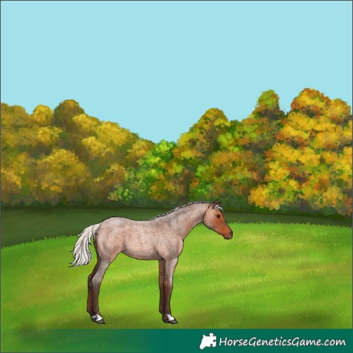 Horse Color:Silver Brown Roan 