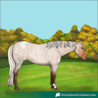 Horse Color:Silver Bay Roan Dun Snowflake Varnish Rabicano 