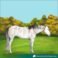 Horse Color:White Spotted Brown Dun Sabino Splash 