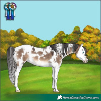 Horse Color:White Spotted Brown Dun Splash 
