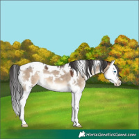 Horse Color:White Spotted Brown Dun Splash