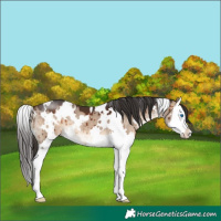 Horse Color:White Spotted Brown Dun Splash Brindle 