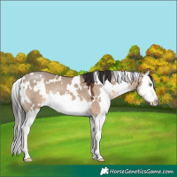 Horse Color:White Spotted Brown Dun Splash 