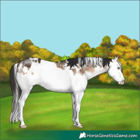Horse Color:White Spotted Brown Dun Splash Brindle