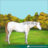 Horse Color:White Spotted Bay Pearl Dun Splash Tobiano Rabicano