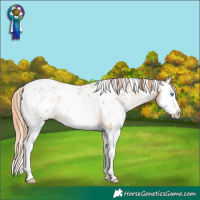 Horse Color:White Spotted Bay Pearl Dun Splash Appaloosa