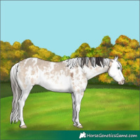 Horse Color:White Spotted Bay Dun Sabino Splash 