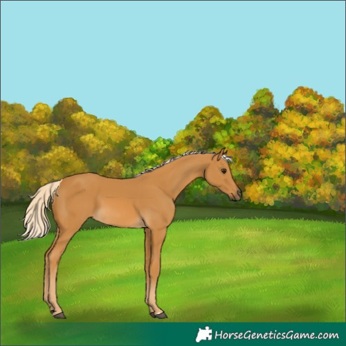 Horse Color:Unknown 