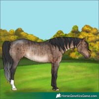 Horse Color:Brown Dun Rabicano Brindle