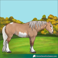 Horse Color:Silver Bay Dun Sabino Tobiano Frame Rabicano 
