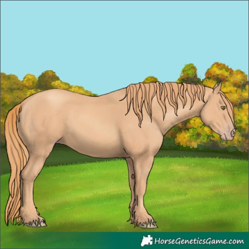 Horse Color:Gold Champagne 