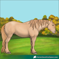 Horse Color:Gold Champagne 