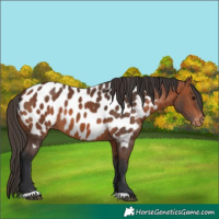 Horse Color:Bay Appaloosa