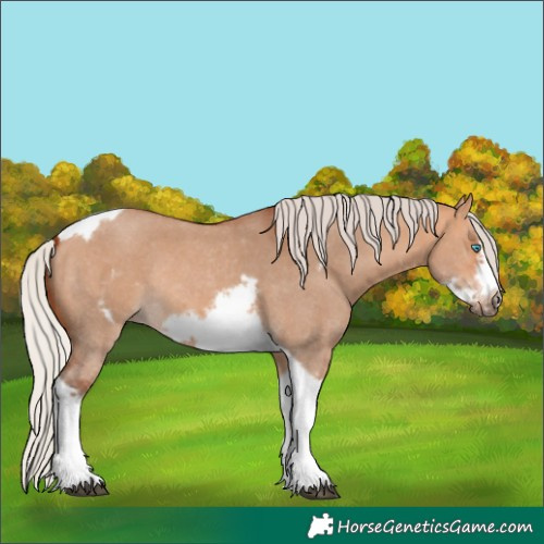 Horse Color:Silver Bay Dun Sabino Tobiano Frame Rabicano 