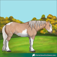 Horse Color:Silver Bay Dun Sabino Tobiano Frame Rabicano 