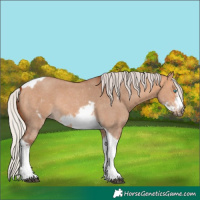 Horse Color:Silver Bay Dun Sabino Tobiano Frame Rabicano 
