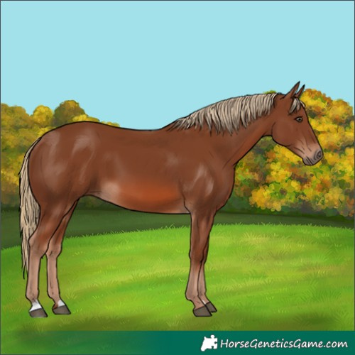 Horse Color:Chestnut 