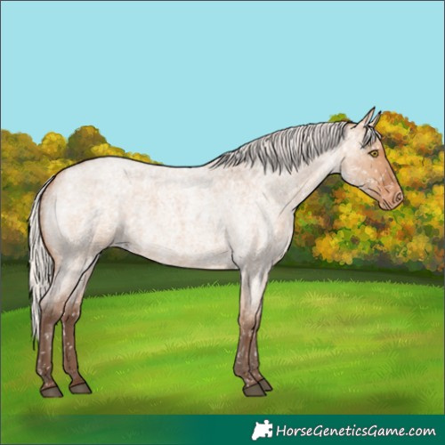 Horse Color:Silver Bay Roan Dun Snowflake Varnish Rabicano 