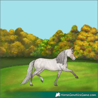 Horse Color:Silver Brown Roan Dun Sabino Appaloosa Rabicano 