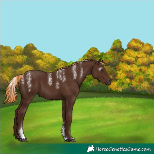 Horse Color:Powder White Gray Chestnut 