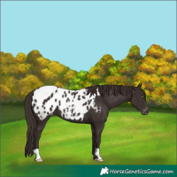 Horse Color:Liver Chestnut Appaloosa 