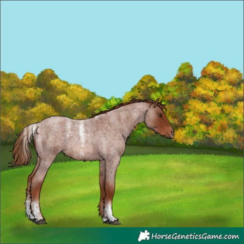 Horse Color:Powder White Red Roan 
