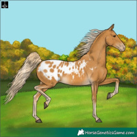 Horse Color:Palomino Appaloosa 