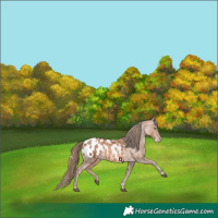 Horse Color:Liver Chestnut Pearl Appaloosa 