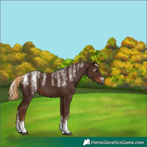Horse Color:Powder White Gray Chestnut 