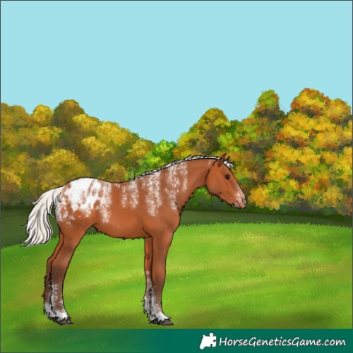 Horse Color:Powder White Silver Bay Appaloosa 
