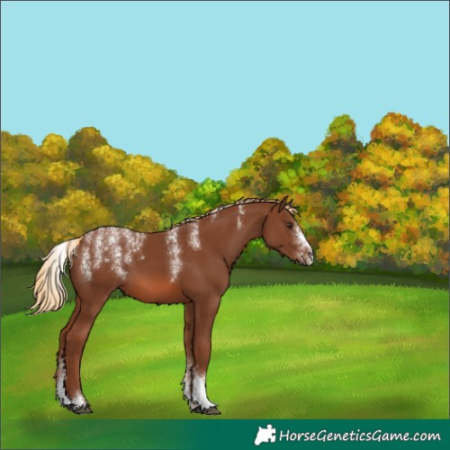 Horse Color:Powder White Chestnut 