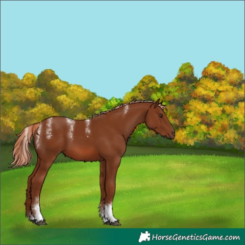 Horse Color:Powder White Chestnut 