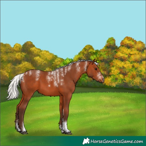 Horse Color:Powder White Silver Bay 