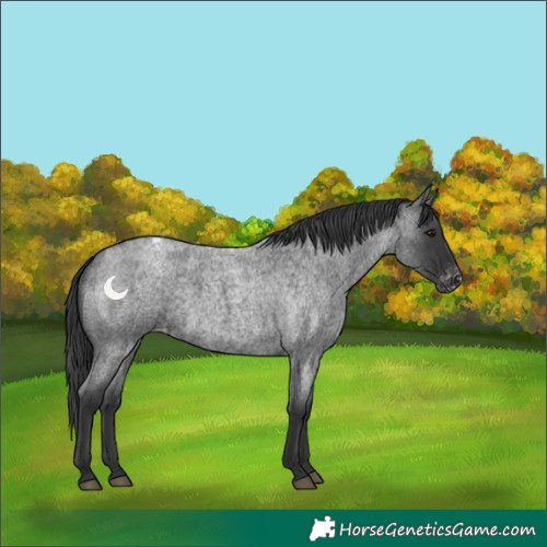 Horse Color:Blue Roan Varnish