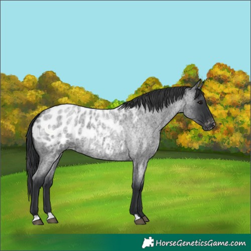 Horse Color:Blue Roan Blanket 