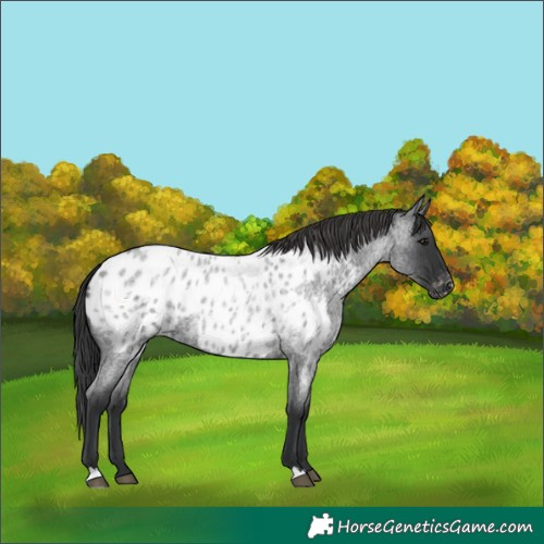 Horse Color:Blue Roan Near Leopard