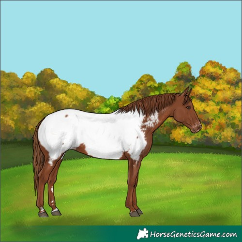 Horse Color:Chestnut Near Fewspot 