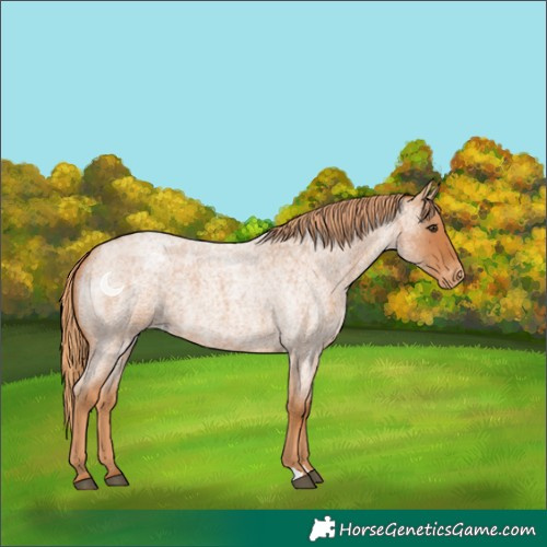 Horse Color:Red Roan Varnish