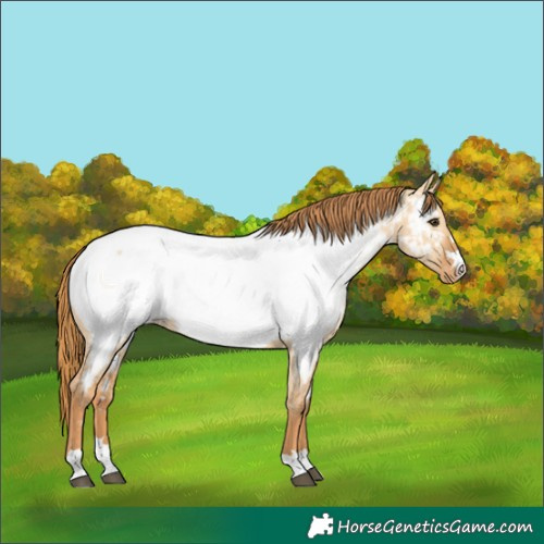Horse Color:Red Dun Near Fewspot