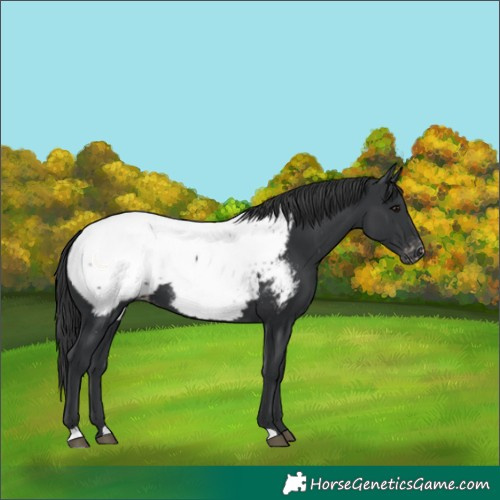 Horse Color:Black Near Fewspot