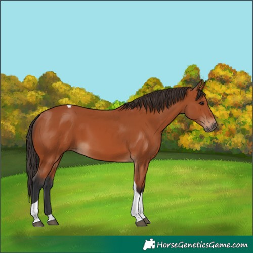 Horse Color:Bay Tobiano 