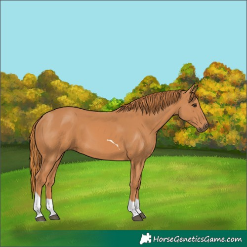 Horse Color:Chestnut Tobiano