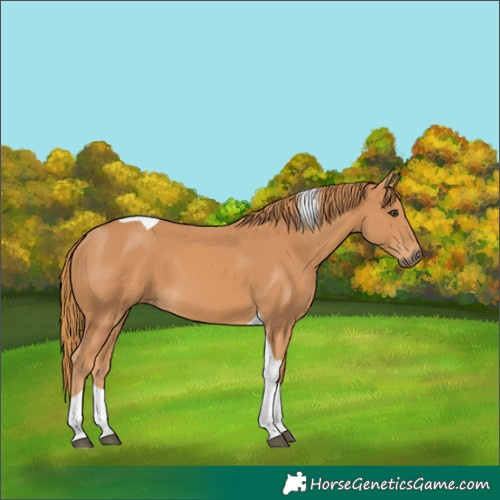 Horse Color:Chestnut Tobiano